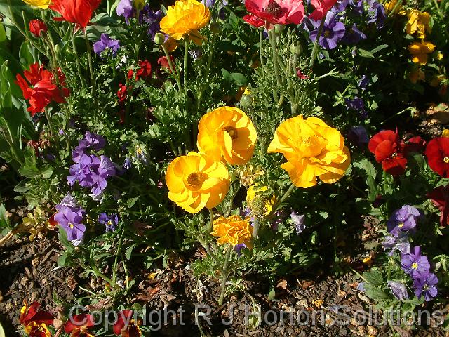 Ranunculus yellow